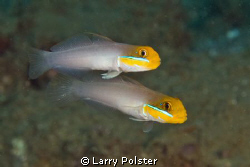Blenny Brothers, D300-60mm by Larry Polster 